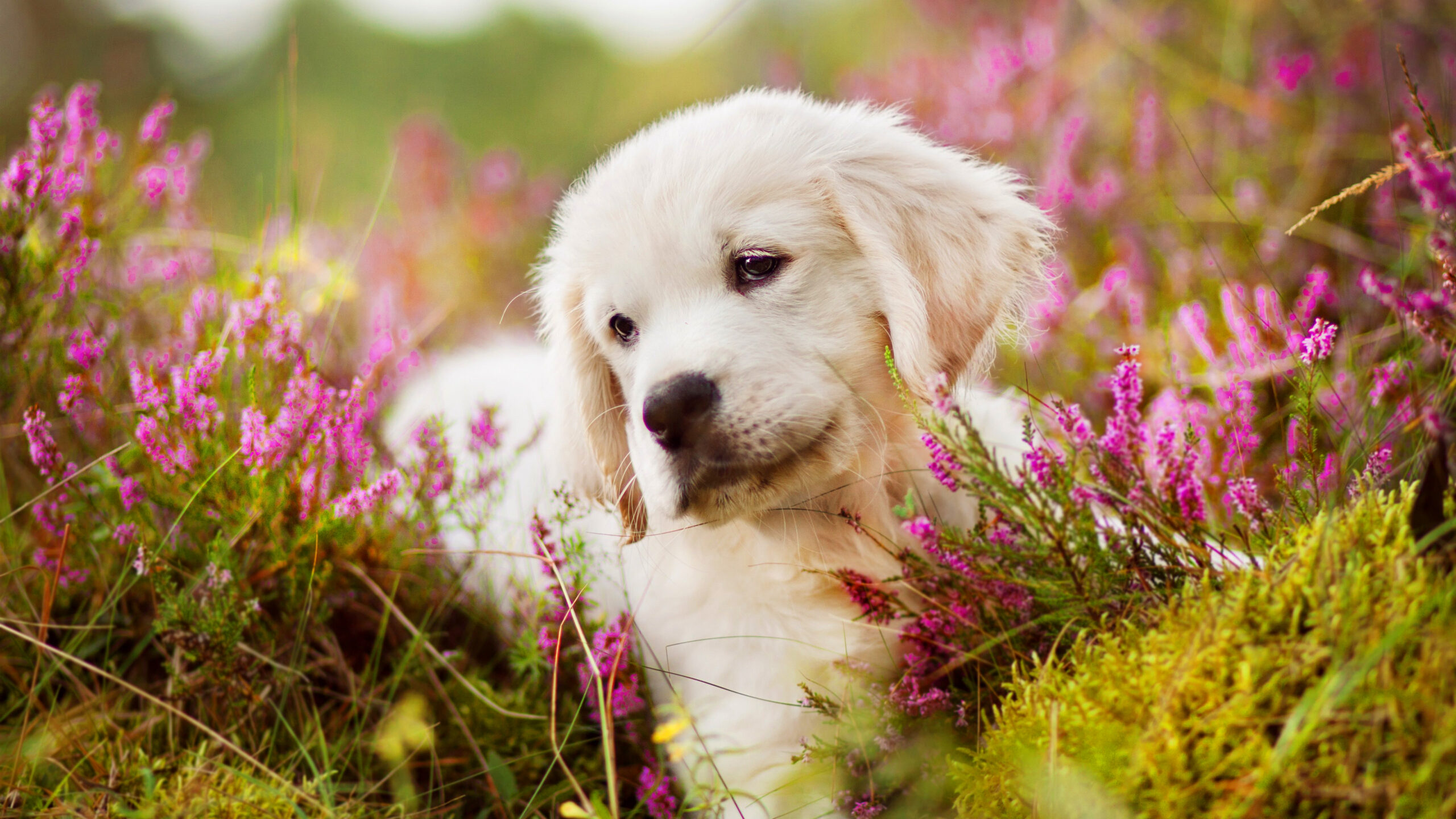 cute-puppy